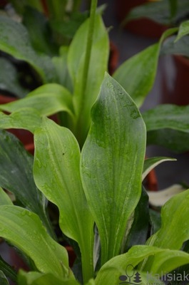 Hosta 'Undulata Mediovariegata' Funkia 2L