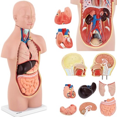 Tułów ciało człowieka model anatomiczny 3D z wyjmowanymi organami narządami