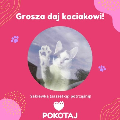 Grosza daj kociakowi! Wpłać złotówkę na ratowanie bezdomnych kociaków! <3