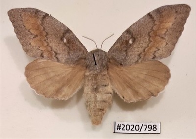 Motyl Dendrolimus pini samica 70mm