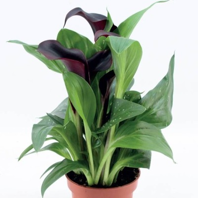 Zantedeschia Kalla Kalia Dallas 1 szt