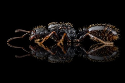 Mrówki Tetramorium caespitum Królowa