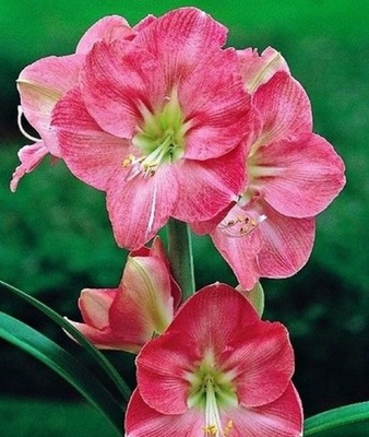 Hippeastrum amarylis zwartnica Susan 2 sztuki