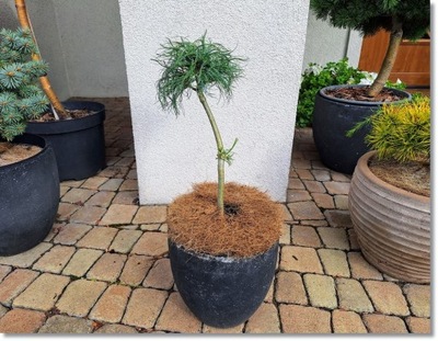 Pinus strobus 'Jamaican Curls' - !!!!!