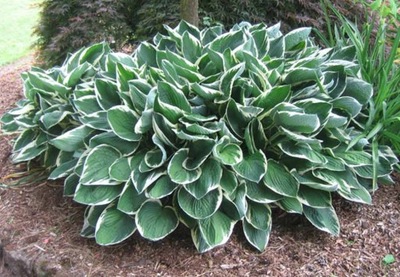 Funkia Hosta Francee pa 831