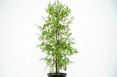 Głożyna pospolita daktyl chiński