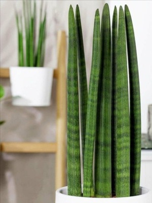 Sansewieria CYLINDRYCZNA Sansevieria WĘŻOWNICA r.L