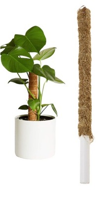 Palik Kokosowy Tyczka Podpora do Roślin 40cm