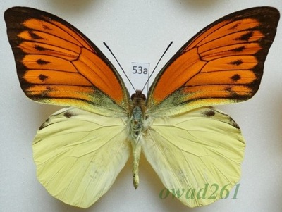 Hebomoia leucippe daemonis samiec Indonezja, Ceram 83mm53a