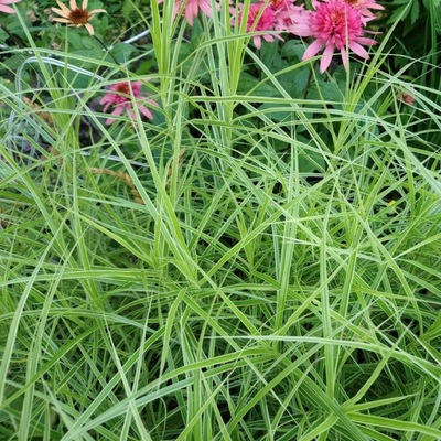 TURZYCA PALMOWA OEHME Carex muskingumensis