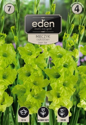 EDEN KAPERS MIECZYK OGRODOWY GREEN STAR LIMONKA ZIELONY 7 SZT