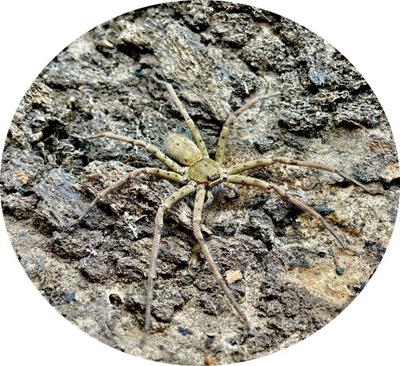 Heteropoda venatoria (SpidersForge)