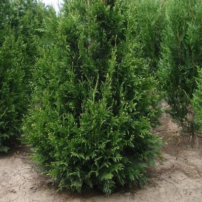 Thuja CAN-CAN