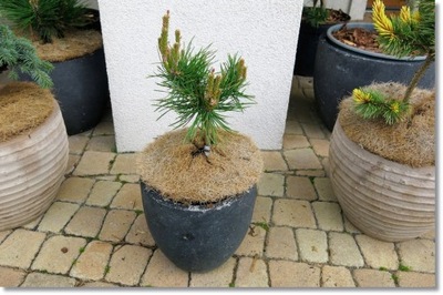 Pinus sylvestris 'Sylwester Repens' - Nowość !!!