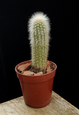 kaktus Cleistocactus strausii