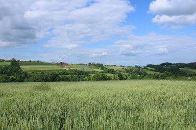 Działka, Raciechowice (gm.), 28500 m²