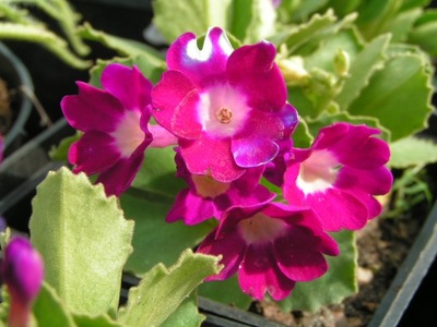 PRIMULA VENUSTA - PIERWIOSNEK - RARYTAS