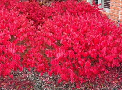 Trzmielina Oskrzydlona "euonymus alatus" PŁONĄCY KRZEW