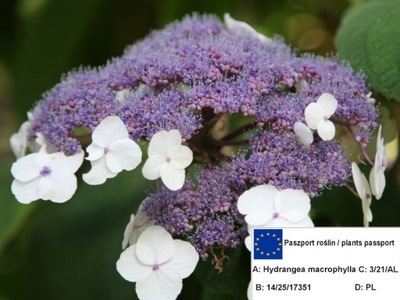 Hortensja ogrodowa macrophylla OMSZONA