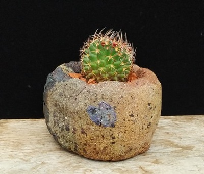 kaktus Mammillaria polythele w doniczce RAKU