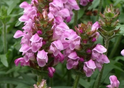 Głowienka wielkokwiatowa, Prunella grandiflora, lek