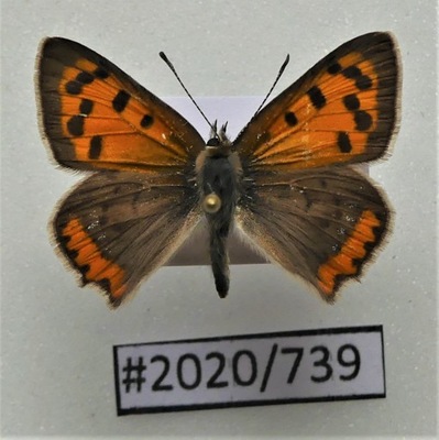 Motyl Lycaena phlaeas samiec.