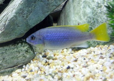 Pyszczak złotopłetwy acei Pseudotropheus acei