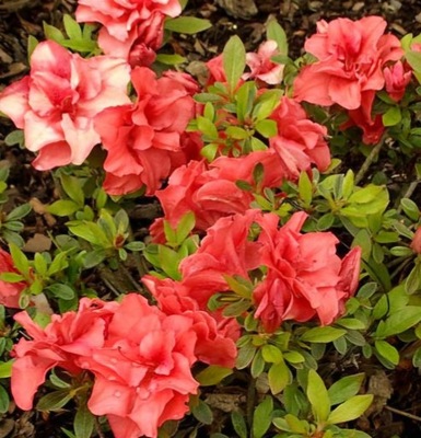 Azalia japońska CHERIE do ogrodu sadzonka w pojemniku 2l