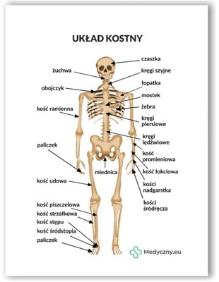 Plansza anatomiczna UKŁAD KOSTNY MEDYCZNY.EU