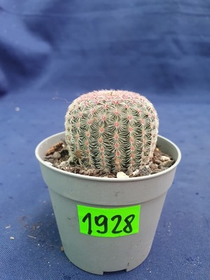 Echinocereus rubispinus 1928p - PC1137B