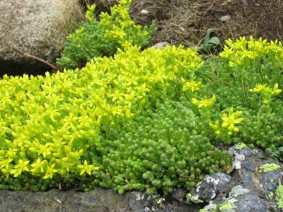 Sedum Rozchodnik