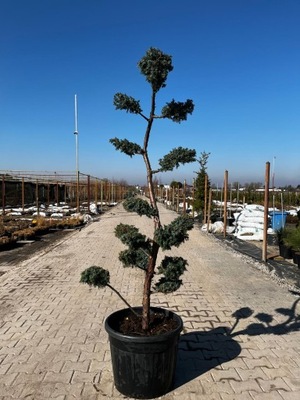 Jałowiec formowany bonsai Niwaki Jałowiec chiński 'Blue Alps'