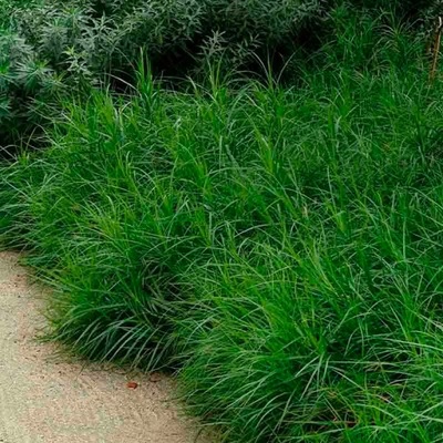 Turzyca palmowa 'Little Midge' - Carex muskingumensis 'Little Midge'