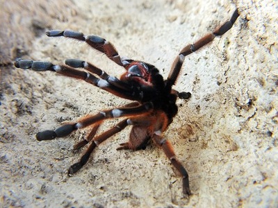 Phormigochilus sp. Rufus samica (SpidersForge)