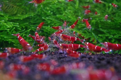 Krewetki Super Crystal Red EXTREME 1 szt.