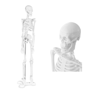Ludzki szkielet kościotrup model anatomiczny ludzkiego szkieletu mały 47 cm