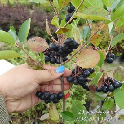 Aronia czarnoowocowa Revontuli Mound SADZONKA W DONICZCE