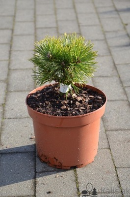 Pinus uncinata 'Billabong' Sosna hakowata 4L