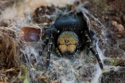 Eresus sp. balcanisus (spidersForge)