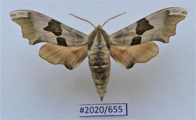 Motyl Mimas tiliae .
