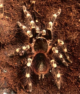 A.geniculata samica 2,5cm ciała