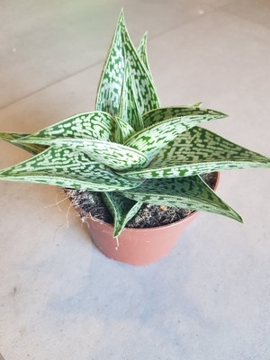 Aloes Aloe Variegata