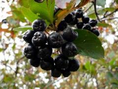 Aronia Czarnoowocowa na soki z donicy 177