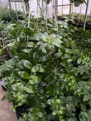 AESCHYNANTHUS MONA LISA