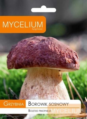 Grzybnia borowik sosnowy 10g MYCELIUM