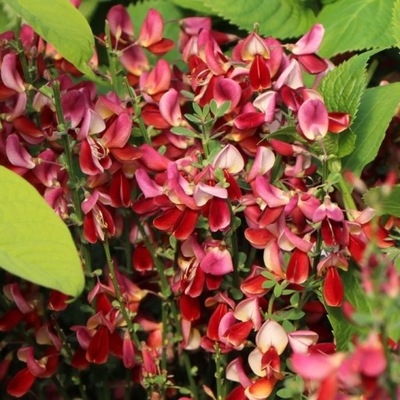 ŻARNOWIEC BURKWOODII BARDZO OBFICIE KWITNIE,RUBINOWY