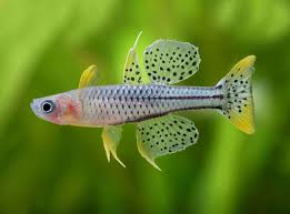 PSEUDOMUGIL GERTRUDY ARU II RARYTAS EKH WAWA