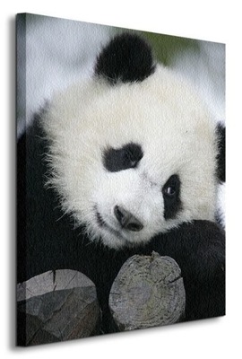 Zwierzęta Wielka Panda Obraz na płótnie 60x80 cm