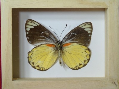 Motyl w ramce 10x8 cm Delias belisama - 60 mm .