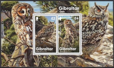 Gibraltar ** - sowy
